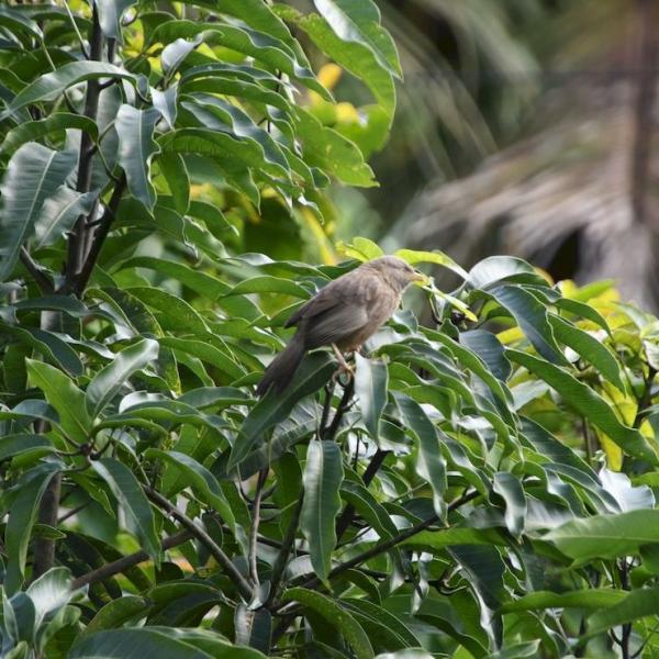 Jungle babbler