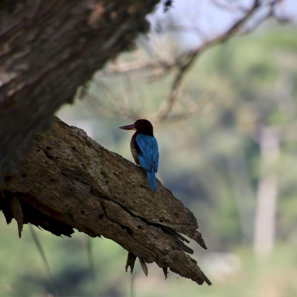 Kingfisher