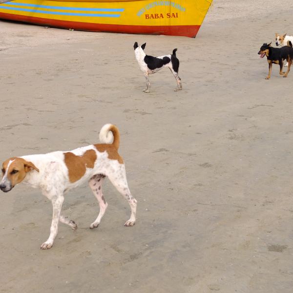 У местных собак зоны пляжа поделены