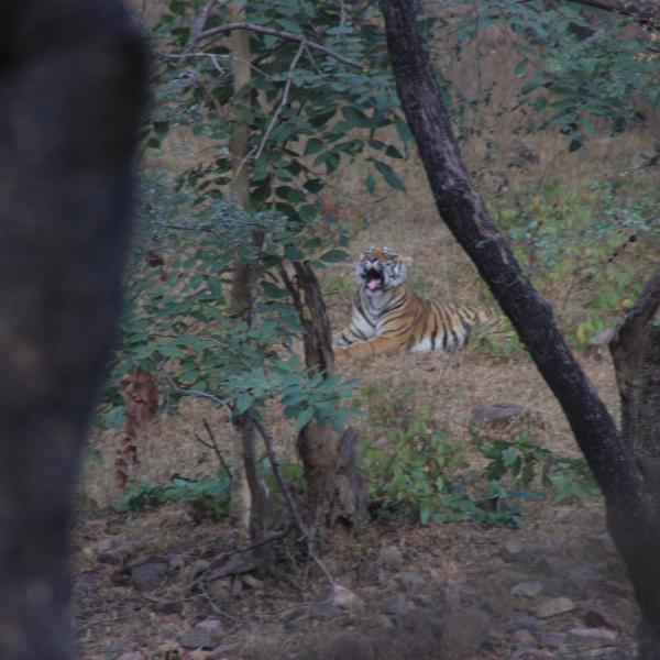 Тигрица Мелия в Рантамборе