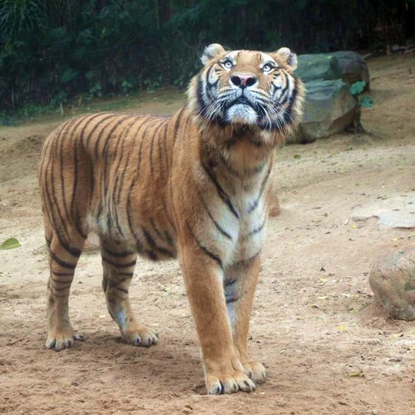 Тигр в Чимелонге