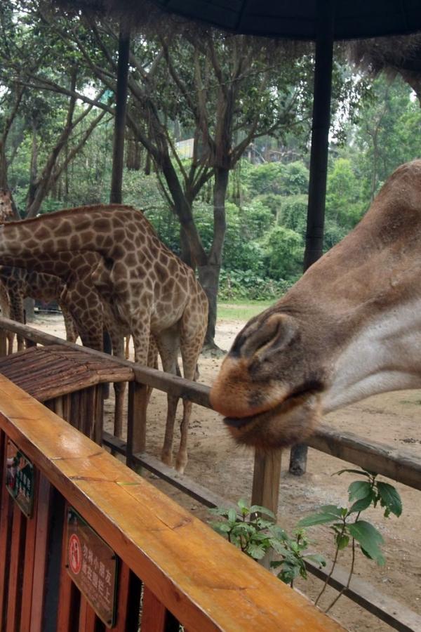 Кормление жирафов