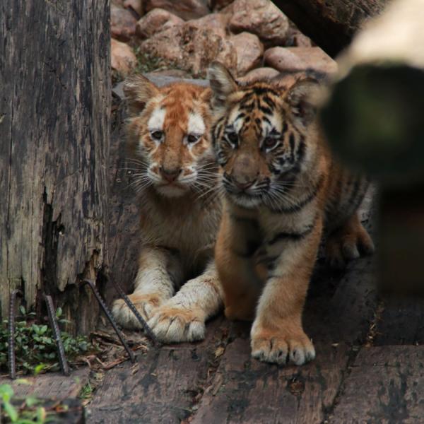 Там собраны подросшие тигрята