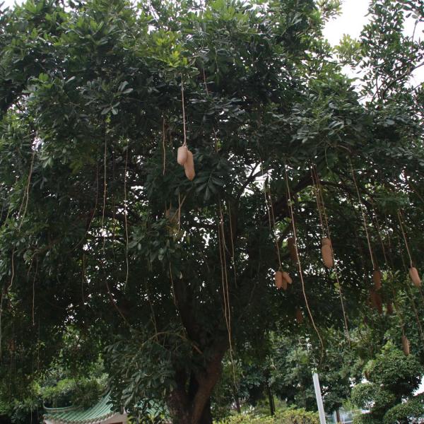 Сосисочное дерево, китайский вариант