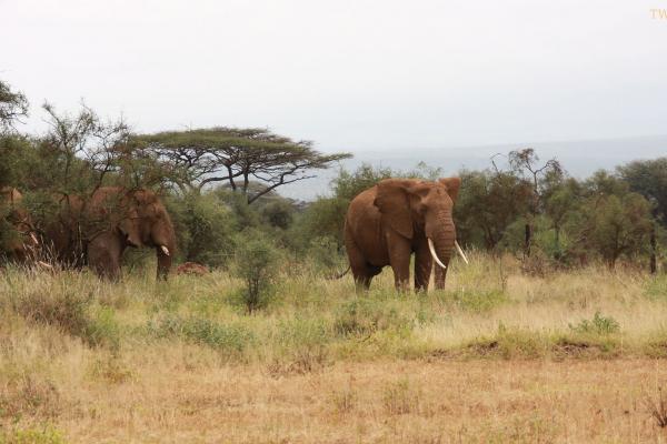 Кения, саванна, слоны