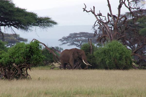 Слон в Амбосели